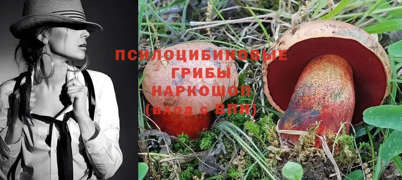 darknet как зайти  Весьегонск  Псилоцибиновые грибы Psilocybine cubensis  купить  